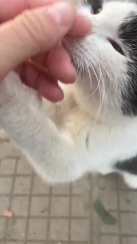 A hand gently strokes the face of a black and white cat. The cat is lying down on a grey tiled surface, and the hand is running from its nose up to its head. The cat seems relaxed, and its eyes are partially closed.