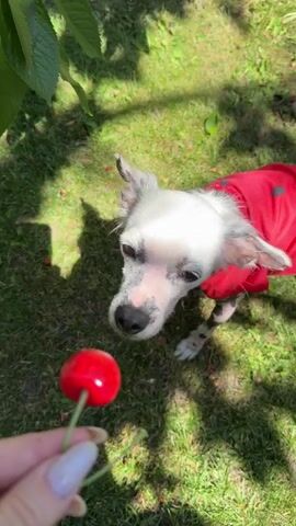 A person's hand holds a cherry on a stem towards a Chinese Crested dog. The dog is wearing a red garment with black polka dots. The dog sniffs the cherry and then bites it. The scene takes place outdoors on a sunny day with green grass and shadows from trees.