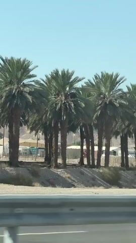 The video shows a landscape view from a vehicle. The foreground features a silver guardrail. Beyond the guardrail, there is a dirt road and then a line of palm trees. In the background, there are low, arid hills, and some buildings are visible. The sky is clear and blue. The video appears to be filmed while driving.