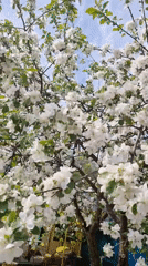 Spring gardening and apple blossoms captured in Chaikovsky, Russia