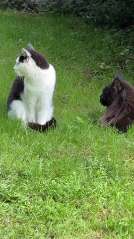 The video shows two cats in a grassy area. The cat on the left is black and white and is sitting upright, facing left. The cat on the right is dark brown and is lying down, facing the black and white cat. The brown cat raises a paw and extends it towards the other cat. The black and white cat turns its head to look at the brown cat. The brown cat's paw is close to the black and white cat's body. The video appears to be filmed outdoors, with green grass and some foliage in the background.