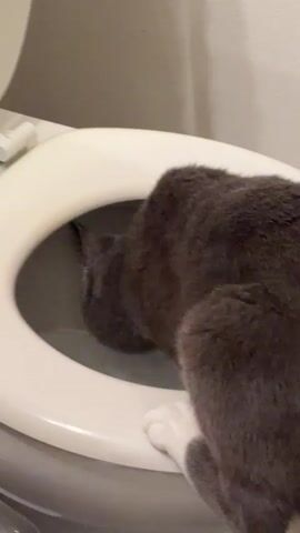 A grey cat with white paws drinks water from a toilet bowl. The toilet seat is up, and the lid is partially open. The cat's head is submerged in the water, and its body is positioned over the edge of the toilet bowl. The background is a blurred grey wall.