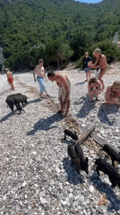 Wild pigs share Greek beach with sunbathers
