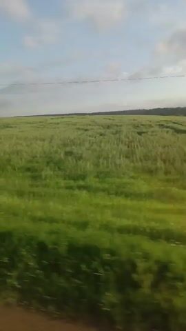 The video shows a landscape of green fields under a blue sky with white clouds. A dirt road is visible in the foreground on the right side. Telephone poles and wires are seen scattered across the field. A lone tree stands in the middle of the field. The camera appears to be moving, possibly from a vehicle, giving a sense of a journey through the countryside. The lighting suggests it is daytime, possibly late afternoon or early morning. There are no people or animals visible in the frame.