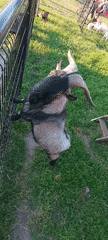 Horned goat investigates a black metal fence in grassy enclosure