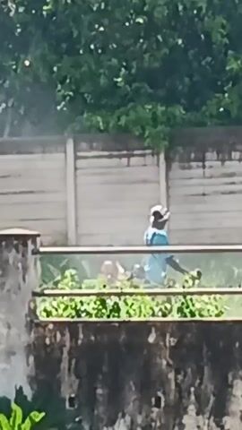 The video shows a person from behind, wearing a blue shirt and white hat, sitting in a low area filled with green plants. The person appears to be working or moving around within the vegetation. The view is partially obscured by a rusted metal railing in the foreground. Behind the person and the vegetation, there's a grey concrete fence and a backdrop of green trees. Another person walks into view briefly to the right of the subject. The sound of an engine is present in the video.