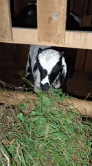 Goats and sheep feeding in a wooden pen in Jetis