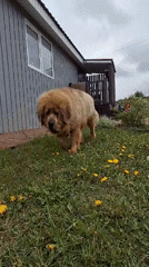 Toddler and Tibetan Mastiffs captured in home videos