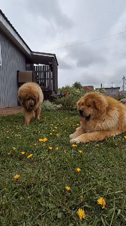 Toddler and Tibetan Mastiffs captured in home videos