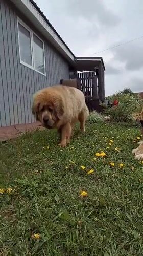 Toddler and Tibetan Mastiffs captured in home videos