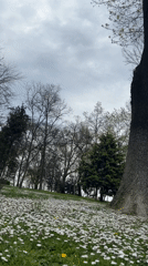 Crows spotted in flower-covered park in Burgas, Bulgaria