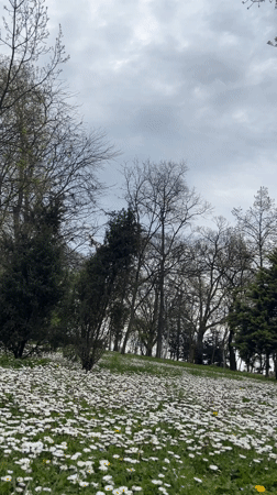 Crows spotted in flower-covered park in Burgas, Bulgaria