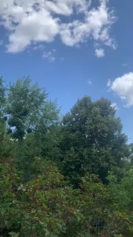 A vertical video shows a view of trees and the sky. The sky is blue with scattered white clouds. The trees are lush and green. The leaves on the trees are varied in color, with some appearing darker green and others a lighter green. The foreground is filled with bushes with red and green leaves. The video is static with no movement or action.