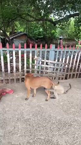 A dog and a monkey are interacting in an outdoor setting. The dog is brown and appears to be lying on its side. The monkey is light gray and is positioned on top of the dog. The two animals are close together, and it appears as though the monkey may be biting or grooming the dog. They are situated on a paved surface, possibly a patio or courtyard, in front of a wooden fence. Behind the fence, there is vegetation and a small structure. The overall environment suggests a rural or semi-rural area.