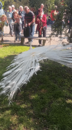 White peacock draws crowds in Italian garden display