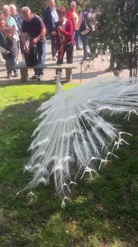 White peacock draws crowds in Italian garden display