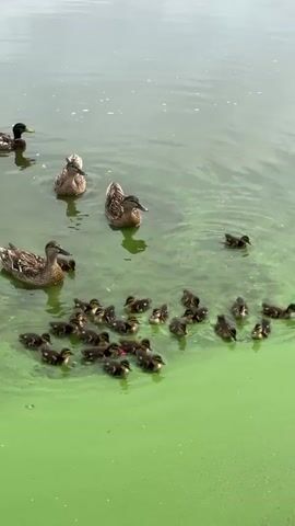 The video shows a group of mallard ducks swimming in green water. There are several adult ducks and a large brood of ducklings. The ducklings are clustered together, while the adult ducks are swimming in a line behind them. The water appears to be somewhat murky and has a greenish hue, possibly due to algae. The background shows a body of water with some vegetation along the edge. The lighting suggests it is daytime. No people are visible in the video.