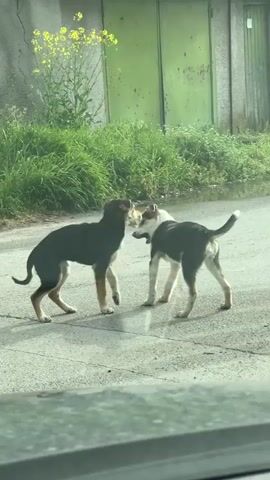 Two dogs are seen interacting on a paved surface, likely a street, in Mechkarevo, Bulgaria. One dog, predominantly black with tan markings and white paws, attempts to mount a second dog, which is black and white. The black and white dog briefly turns its head towards the other. In the background, there is a building with a large, weathered green door, and tall green grass with some yellow wildflowers grows along its base. The scene is outdoors during the daytime.