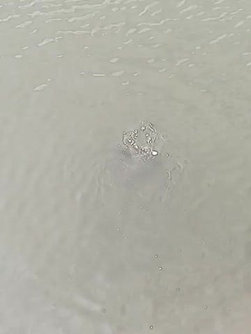 The video shows a close-up, overhead view of murky water. A fish is visible just below the surface, its head breaking the water to create a circular ripple effect with bubbles. The fish appears to be actively feeding or surfacing. The lighting is overcast, creating a muted and desaturated color palette for the water.