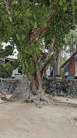 Ko Samui morning tour: cabins, beach, and a Spider-Man mural