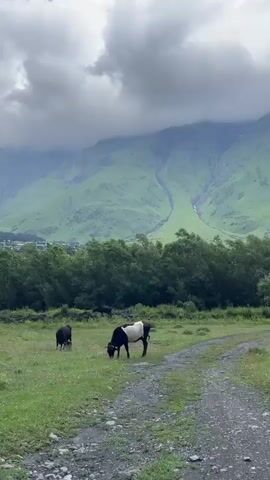 The video shows a pastoral landscape with several cows grazing in a field. In the foreground, a dirt path is visible, and several cows are spread across a grassy meadow. One cow is black and white, another is predominantly black, and a third is black. In the background, a dense line of trees separates the meadow from a valley where a town is situated. Further in the distance, lush green mountains rise under a cloudy sky. The camera pans slightly to the right, revealing more of the mountainous terrain and the town nestled within the valley. The overall impression is of a serene, rural environment with livestock in a natural setting.