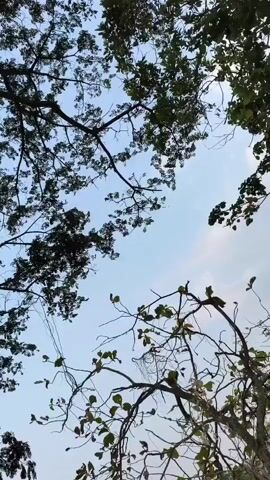 The video captures a low-angle view looking up through the branches of trees against a pale sky. The branches are silhouetted against the sky, with some sparse green leaves visible. The camera appears to be stationary, and the focus is on the interplay of light and shadow created by the foliage and the sky. There are no people or discernible objects other than the trees and the sky. The overall impression is one of natural scenery, possibly taken during daylight hours.