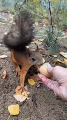 Hand-feeding a wild red squirrel on an autumn path in Rusanovo
