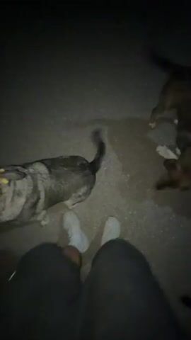 The video captures a low-light, outdoor scene focusing on three dogs and a person's legs and feet. The dogs appear to be medium to large in size, with varied coat colors and patterns. The dog in the foreground, on the left, has a grey and black mottled coat and is facing the camera with its head tilted. It wears a collar with yellow reflective elements. Another dog, with a brown and black coat, stands in the center, looking up towards the camera. This dog also has yellow markings on its ears. A third dog, with a brown and black brindle coat, is visible on the right, its head turned away from the camera. The ground surface appears to be asphalt or pavement. The person whose legs are visible is wearing dark pants and light-colored sneakers. The overall impression is that of a night-time walk or encounter with the dogs.