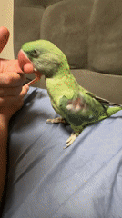 Pets, a parrot, and a summer evening in Sofia