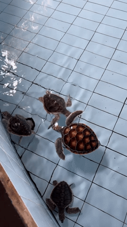 Sea turtle sanctuary visit and beach scenes documented in Denpasar