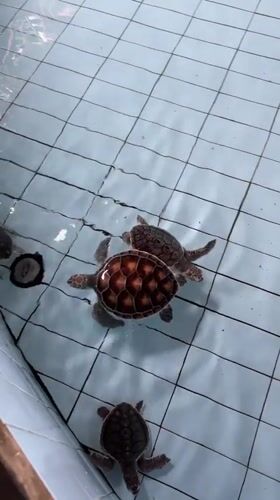 Sea turtle sanctuary visit and beach scenes documented in Denpasar