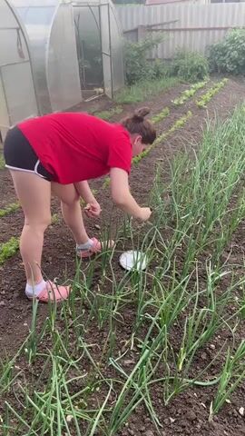A woman in a red shirt and black shorts with white trim is in a garden. She is bent over, tending to rows of green onions. A white saucer is on the ground near the onions. In the background, a greenhouse and a fence are visible. The woman is holding a small, light-colored object in her left hand and appears to be placing it near the base of an onion plant with her right hand.