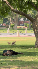 Morning life documented across New Delhi's parks and streets