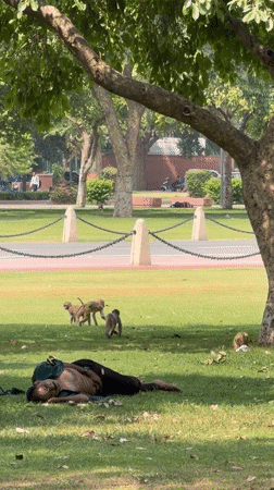 Morning life documented across New Delhi's parks and streets