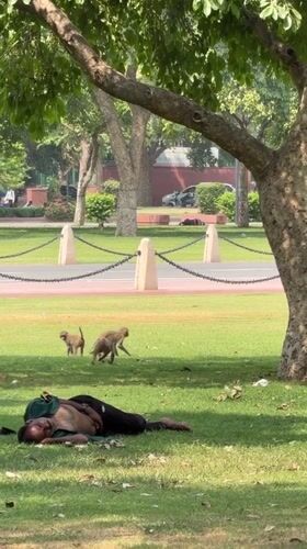 Morning life documented across New Delhi's parks and streets
