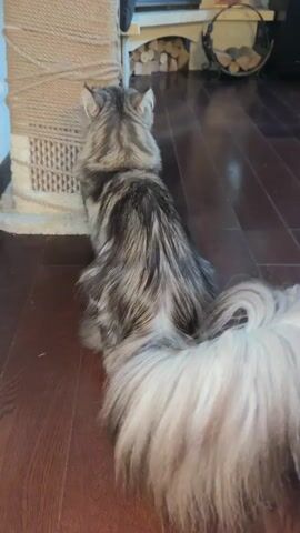 A fluffy cat with grey and black fur and a very bushy tail is shown from behind. The cat is on a dark wooden floor. To the left of the cat is a tall scratching post wrapped in rope. In the background, there is a fireplace with logs and a metal grate. The cat turns its head to the left and then begins to move, its body blurring as it walks away from the camera. The video ends as the cat is still moving.