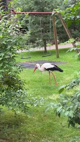 A white stork with black wings and a red beak and legs walks through green grass on a playground. There are two swings in the background and a tree on the right. There is also a bush in the foreground.