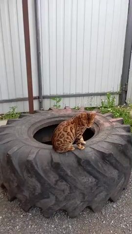 A Bengal cat with spotted fur sits on a large, worn tractor tire. The cat is oriented towards the left of the frame, looking slightly down and to its left. The background features a light-colored, ribbed wall, likely a fence or building exterior, and some sparse green vegetation on the right. The ground beneath the tire is composed of small gravel. The lighting suggests an outdoor setting during the daytime. The cat remains stationary throughout the short clip.