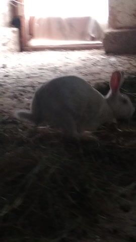 The video captures a white rabbit in what appears to be a dimly lit enclosure, possibly a hutch or a stable, with straw or hay scattered around. The camera angle is unusual, as the image is rotated vertically. The rabbit is the central subject, and it is actively moving, looking around, and appears to be foraging in the hay.

The lighting is low, suggesting it might be dawn, dusk, or simply an indoor setting with limited light. The background is dark and out of focus, with some lighter areas suggesting openings or light sources, possibly a window or a doorway. The texture of the enclosure walls is visible, appearing rough and possibly made of concrete or wood.

There are no people visible in the video. The overall impression is one of a domestic animal in its habitat, engaged in typical animal behavior. The environment seems rustic and perhaps a bit unkempt, consistent with an agricultural or rural setting. The video is short, showing a few seconds of the rabbit's activity without any significant changes in the scene. The focus is entirely on the rabbit and its immediate surroundings. The location context provided is Karamanas, Uzbekistan, which adds a geographical detail to the scene, suggesting a rural or semi-rural environment within that region.