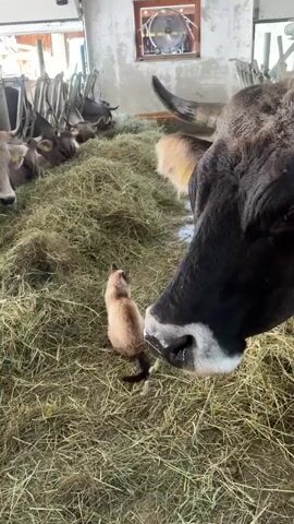 This media file captures a close-up view of a cow's head and snout interacting with a small, light brown cat within a barn. The cow, a dark-colored breed with a visible horn, is in the foreground, its large, gentle eye looking towards the viewer or just past the camera. The cat, with a distinctive Siamese-like color pattern and a long tail, is positioned directly in front of the cow's nose, appearing curious and perhaps a little apprehensive.

The setting is a barn, evident from the bales of hay strewn across the ground and the presence of other cows in the background. The barn appears rustic, with concrete walls and a high ceiling. In the upper right corner, a circular fan is mounted on the wall. The lighting suggests it could be daytime, with sunlight filtering into the barn, creating shadows and highlighting the textures of the hay and the animals' fur. The overall mood is one of quiet curiosity and gentle interaction between two different species in a farm environment.

The visible text, "00:00," "00:01," "00:02," and "00:03," appears to be time stamps from a video, indicating the progression of the clip. The text "Sterzing - Vipiteno, Italy" provides the geographical context of the scene.