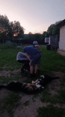 Suburban family backyard moments with man, baby, German Shepherds