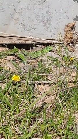 The video shows a green lizard in a patch of grass and weeds. The lizard is positioned near a wall and some small rocks. There are yellow dandelions growing in the grass. The lighting suggests it is a sunny day.