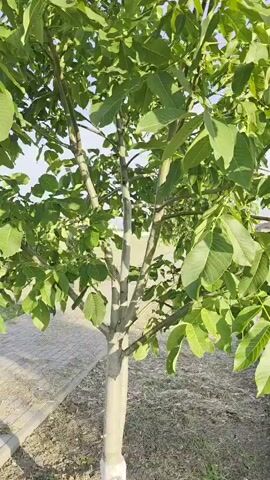 This is a short video clip, likely filmed on a mobile device, showing the trunk and lower branches of a young tree. The tree has a pale grey trunk that splits into several smaller branches. It is covered in lush green leaves, suggesting it is springtime or summer. The camera is focused on the tree, with a slightly blurred background.

In the background, to the left of the tree, a paved walkway made of light-colored bricks or pavers is visible. The ground around the tree is covered with dry grass and soil, indicating a somewhat arid environment or perhaps a recently planted area. Further in the background, beyond the tree, there are hints of buildings with white roofs and possibly some agricultural land or open fields. The sky is a light blue, suggesting it is daytime, and the lighting indicates fair weather, likely midday or afternoon. The overall impression is of an outdoor setting in a park, garden, or perhaps a newly developed residential area in a rural or semi-rural location. There is no text visible in the video. The focus is entirely on the natural elements of the tree and its surroundings.