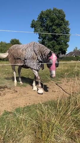 A white horse with a zebra-striped blanket and a pink fly mask stands in a grassy field under a clear blue sky. A large green tree is visible in the background. The horse is partially obscured by a wire fence. The horse is standing still, with its head turned to the right. Its hooves are visible, and they appear to be white. The blanket covers the horse's back and sides, and it has a fringe around the edges. The fly mask covers the horse's eyes and ears. The field is dry and dusty, with some patches of green grass. The fence appears to be made of wire and wooden posts.