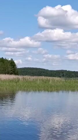 A wide shot shows a serene lake on a sunny day. The water is calm and reflects the blue sky dotted with fluffy white clouds. In the mid-ground, tall green reeds grow along the shoreline. Behind the reeds, a dense green forest covers a rolling hill. The scene is peaceful and natural.