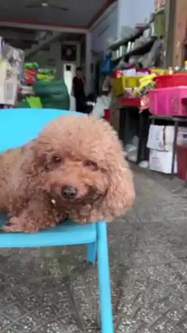 The video shows a small brown poodle sitting on a bright blue plastic chair. The dog is facing the camera with a sweet expression, appearing relaxed. The background reveals an open-front store or shop, with shelves stocked with various goods and a person walking in the background. The overall setting seems to be an outdoor market or commercial area.
