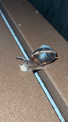 Sofia resident documents snails crawling during evening urban observations
