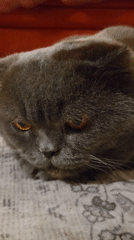 Scottish Fold cat plays and gets pets on a patterned rug