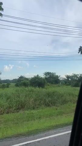 The video shows a view from inside a vehicle traveling along a road. On the right side of the frame, there is a tall tree with green leaves. Beyond the tree, there is a grassy field with some palm trees and other vegetation. Overhead, power lines are visible against a cloudy blue sky. The vehicle appears to be moving, as the scenery is shifting. In the distance, a building with a corrugated metal roof can be seen. There are no people visible in the frame. The overall environment appears to be rural or semi-rural.