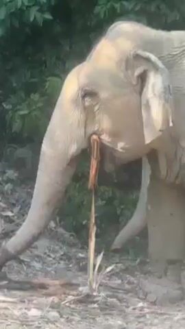 The video shows a close-up of an elephant in what appears to be a jungle or forest environment. The elephant is eating, with a brown, stalk-like object sticking out of its mouth. The elephant’s skin is grayish and wrinkled. The background consists of green foliage and some dirt and leaves on the ground. The lighting is natural.